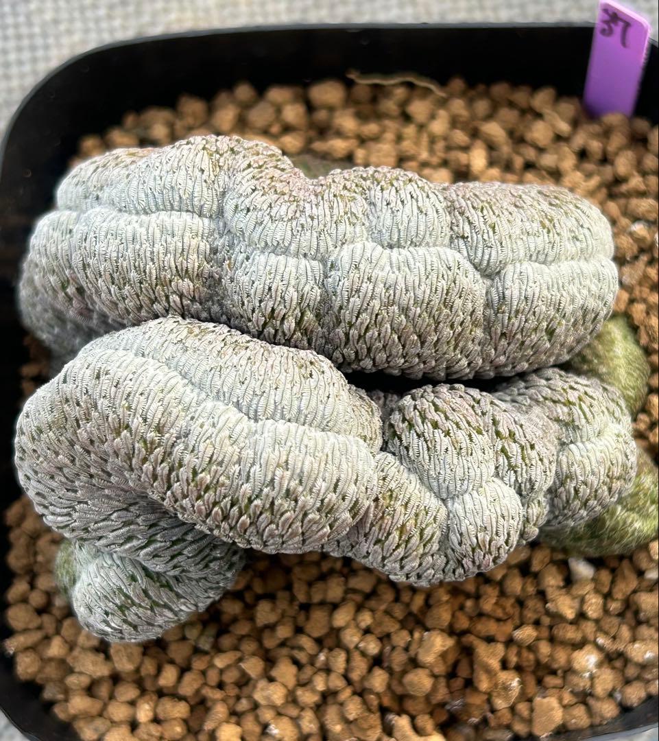 ペレキフォラ　精巧丸綴化