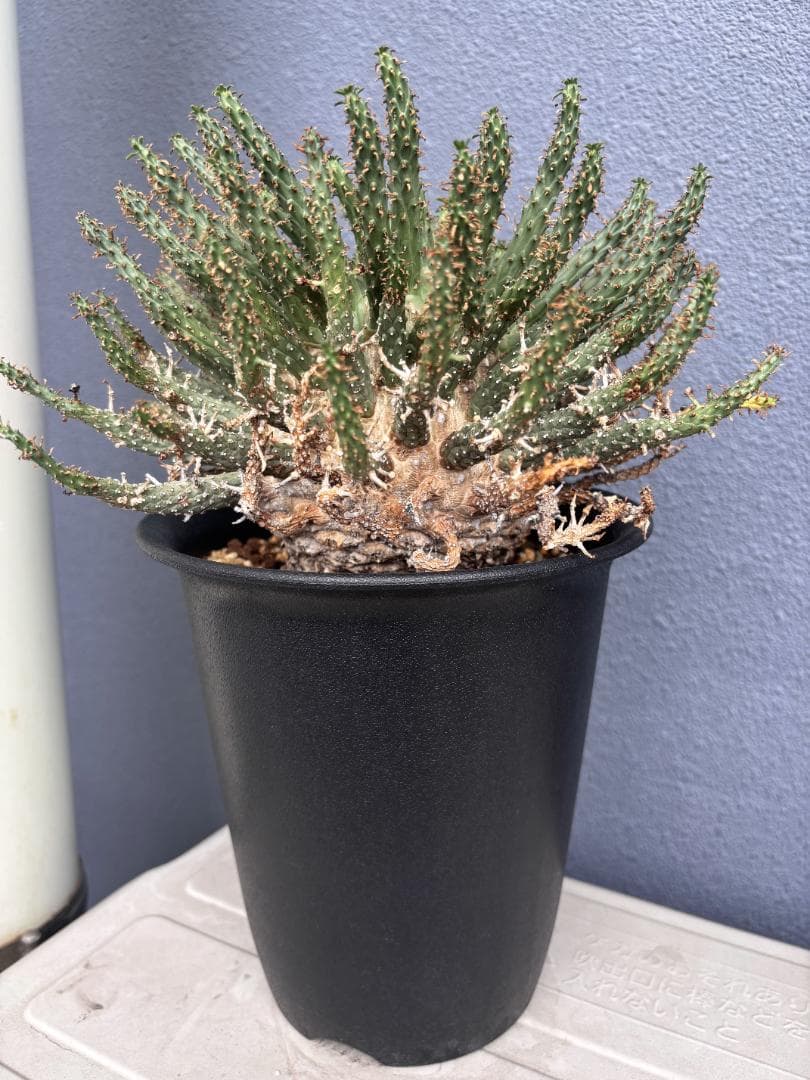 送料無料 発根済み 現地球 希少種 ユーフォルビア フスカ 蛮蛇頭 管理3年目