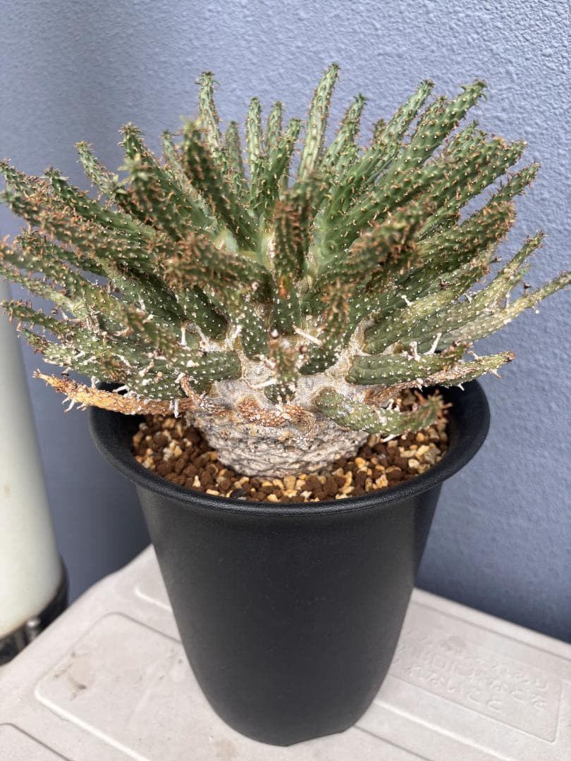 送料無料 発根済み 現地球 希少種 ユーフォルビア フスカ 蛮蛇頭 管理3年目