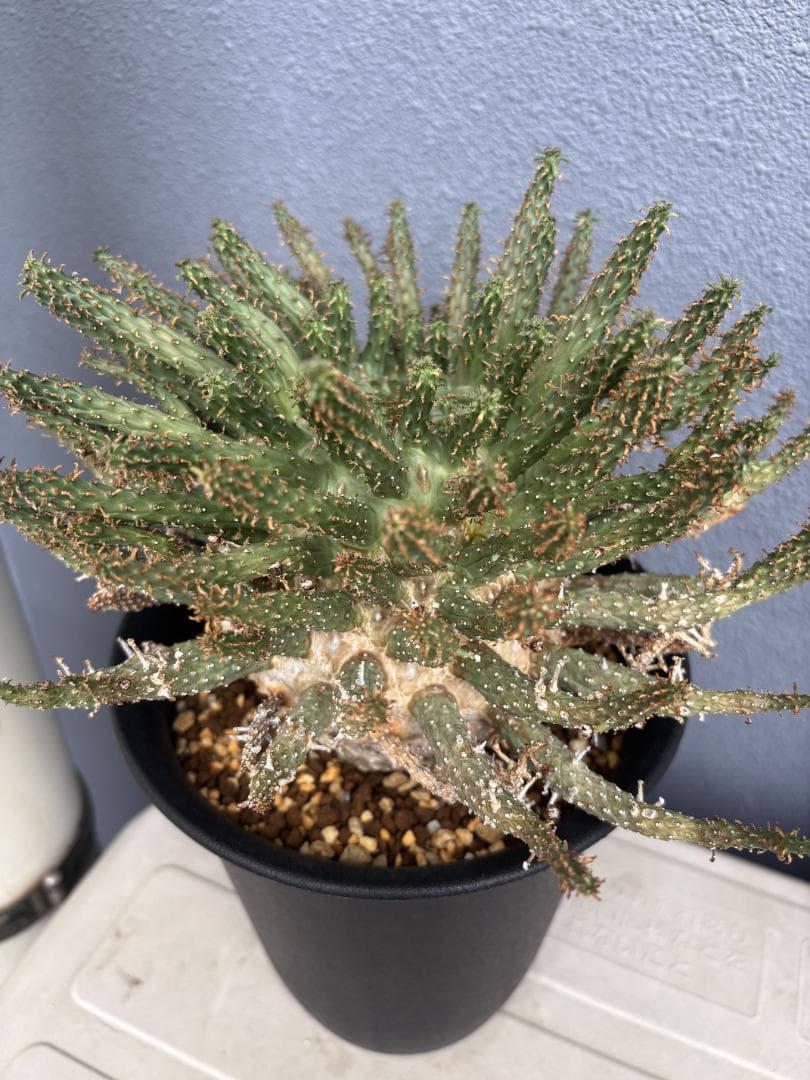 送料無料 発根済み 現地球 希少種 ユーフォルビア フスカ 蛮蛇頭 管理3年目