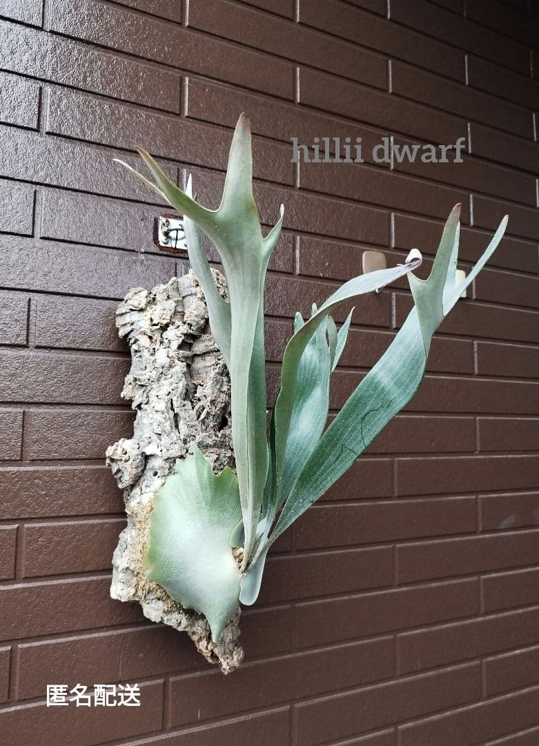 hillii dwarf (oc) ヒリードワーフ　ビカクシダ　NO.3