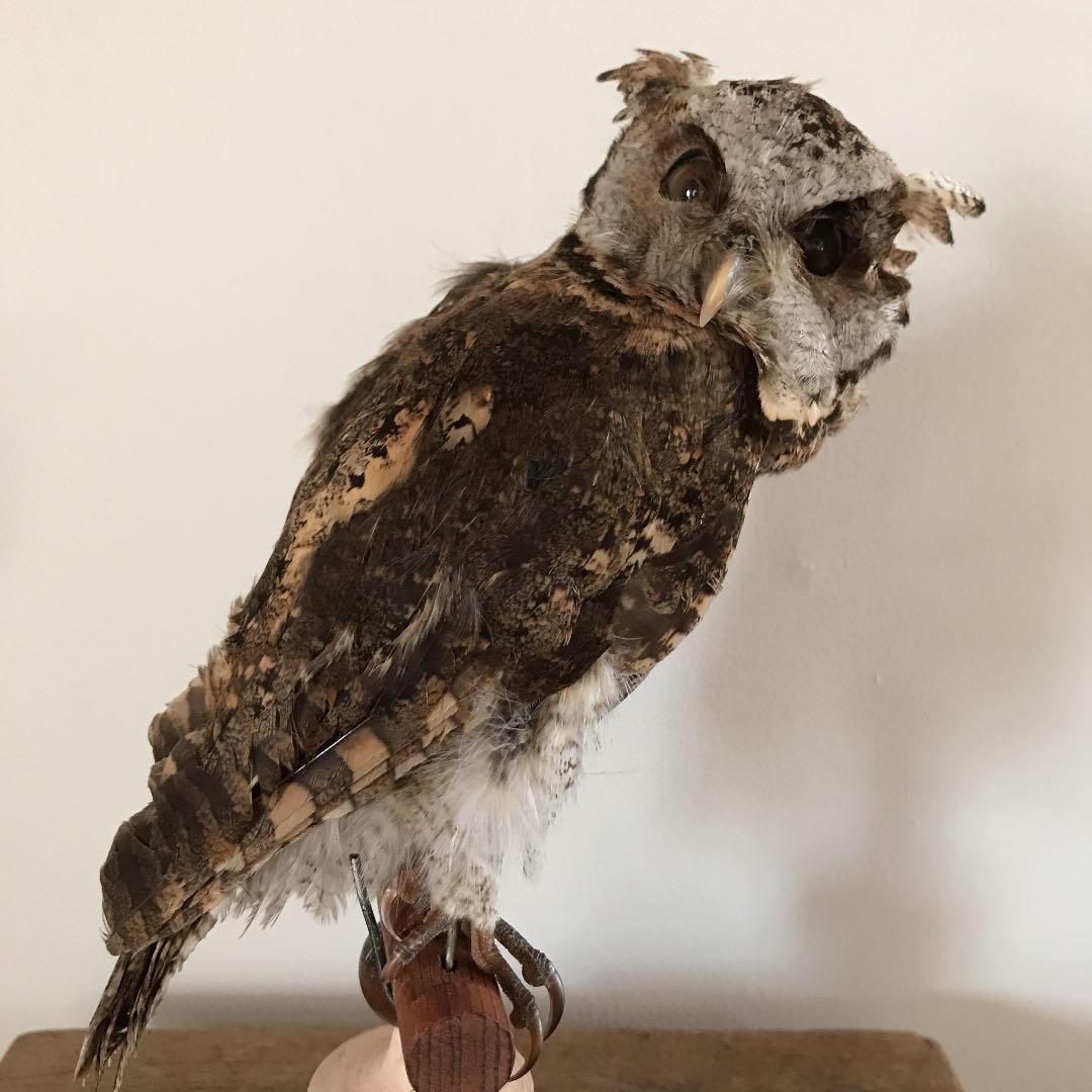 ビンテージ アンティーク　アトリエ　鳥オブジェ　レトロ　理科室