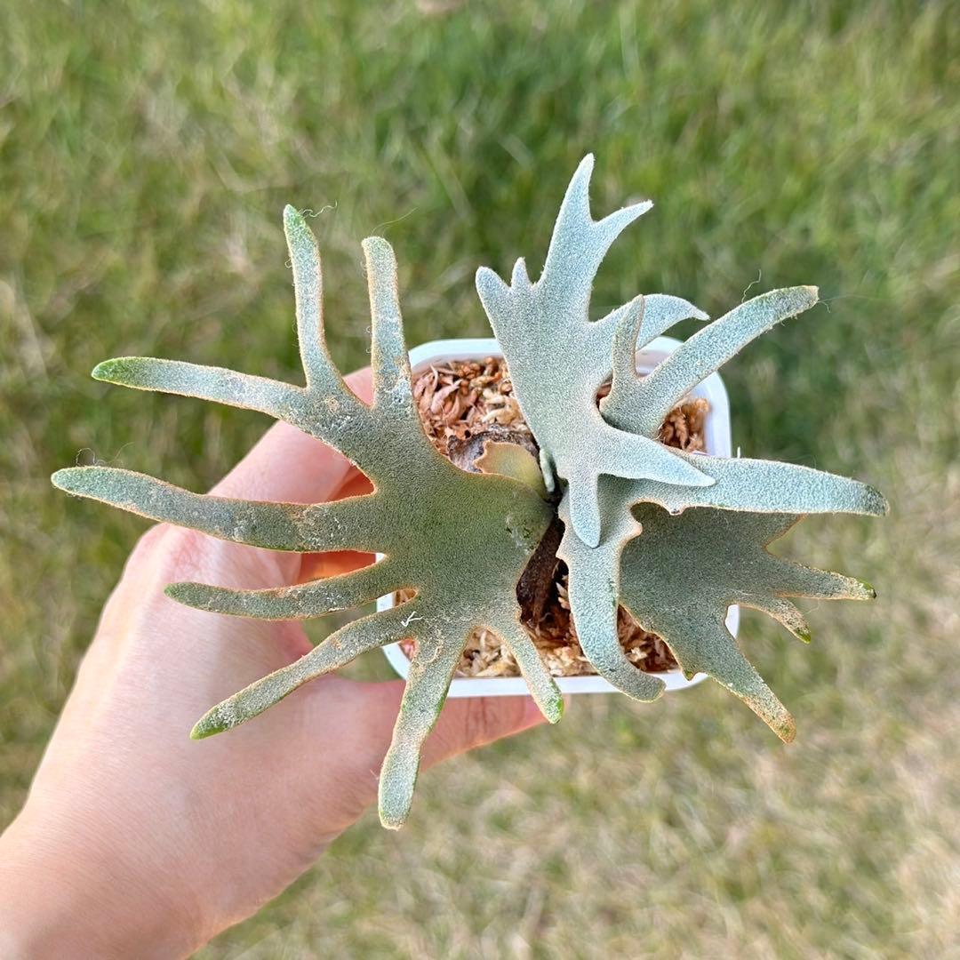 Yellow moon dwarf ’totoro’ sporeling　411