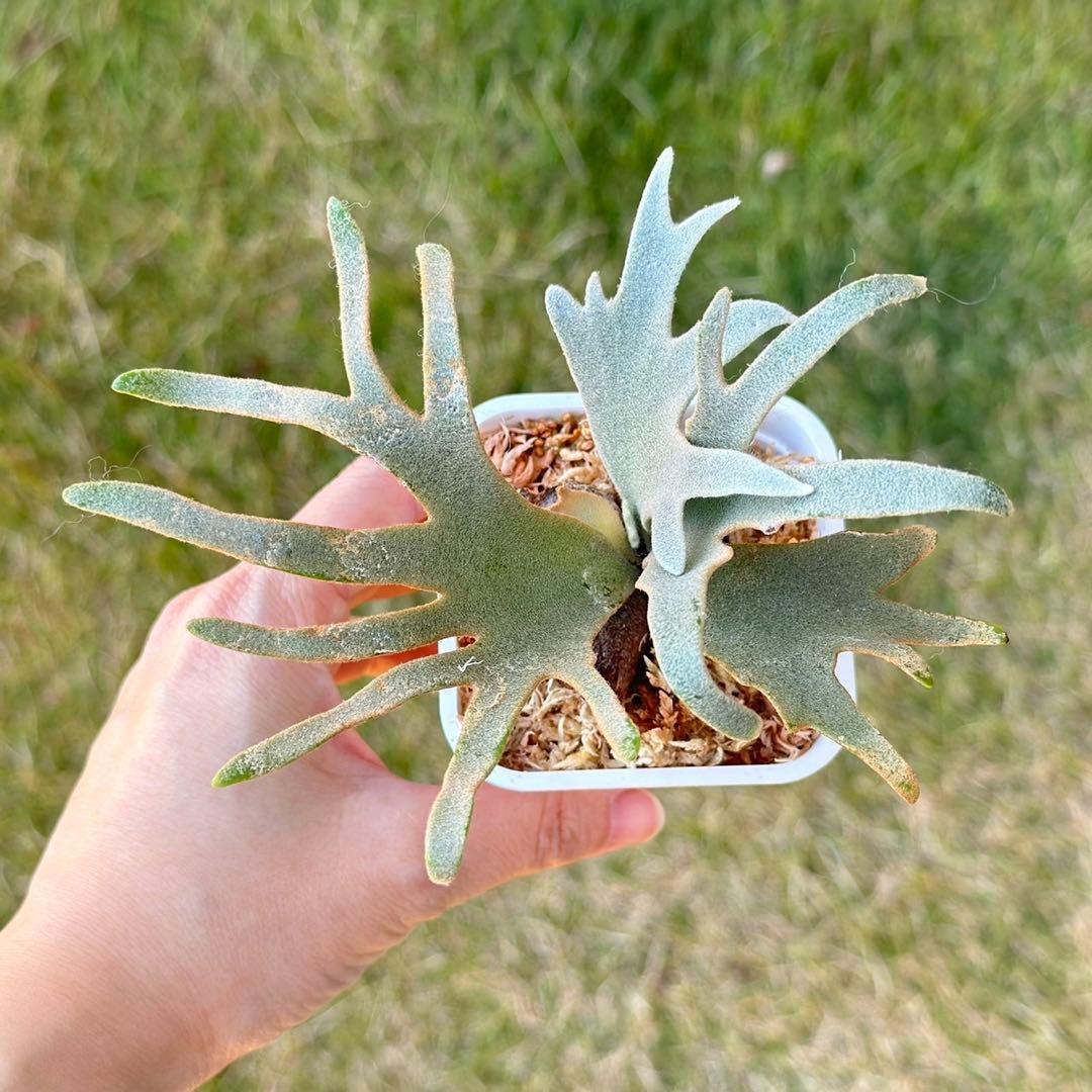 Yellow moon dwarf ’totoro’ sporeling　411