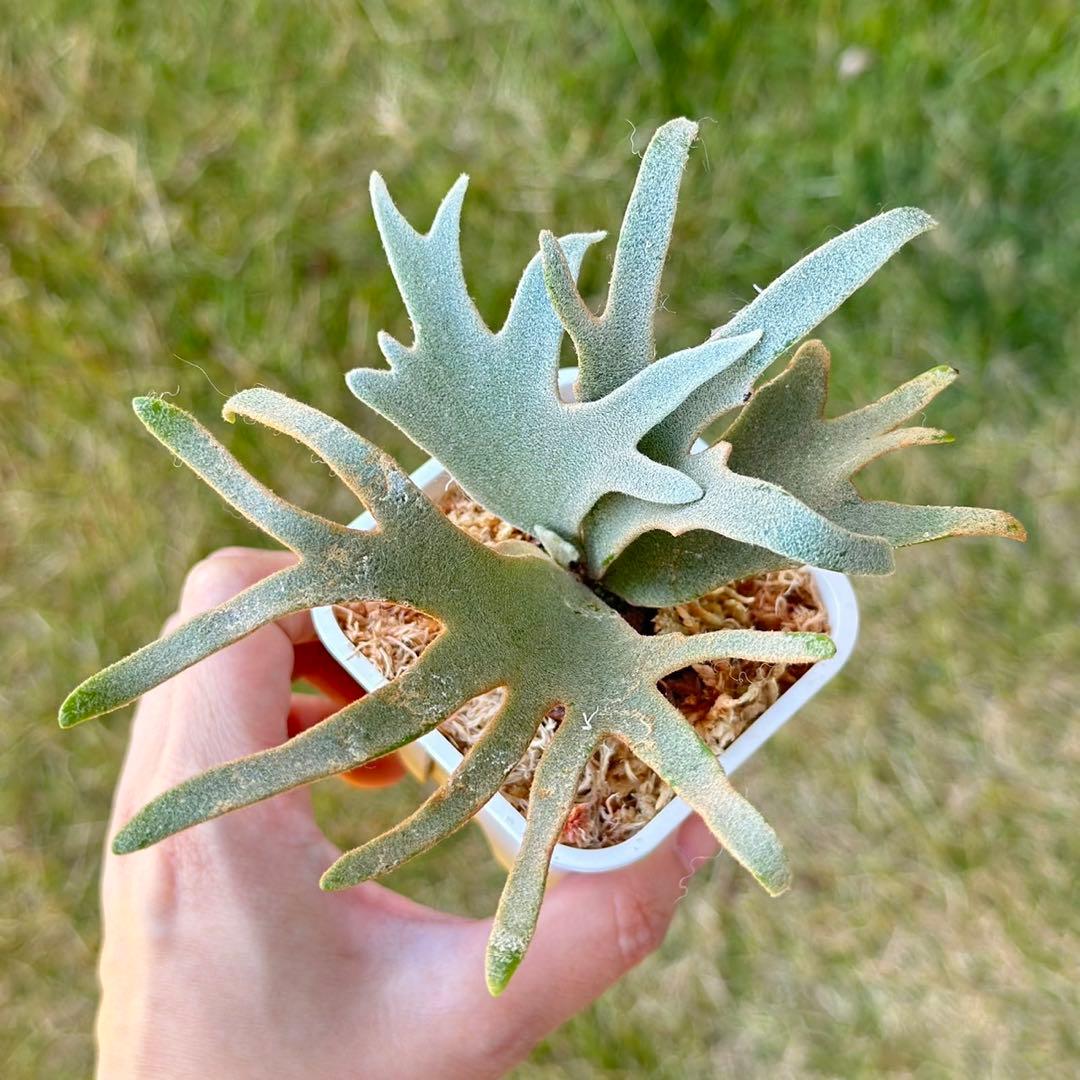 Yellow moon dwarf ’totoro’ sporeling　411