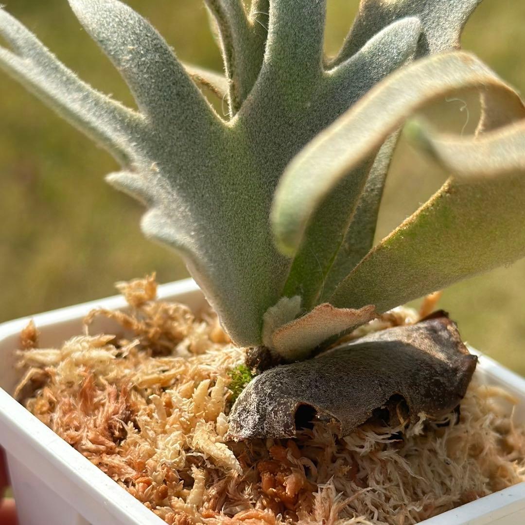 Yellow moon dwarf ’totoro’ sporeling　411