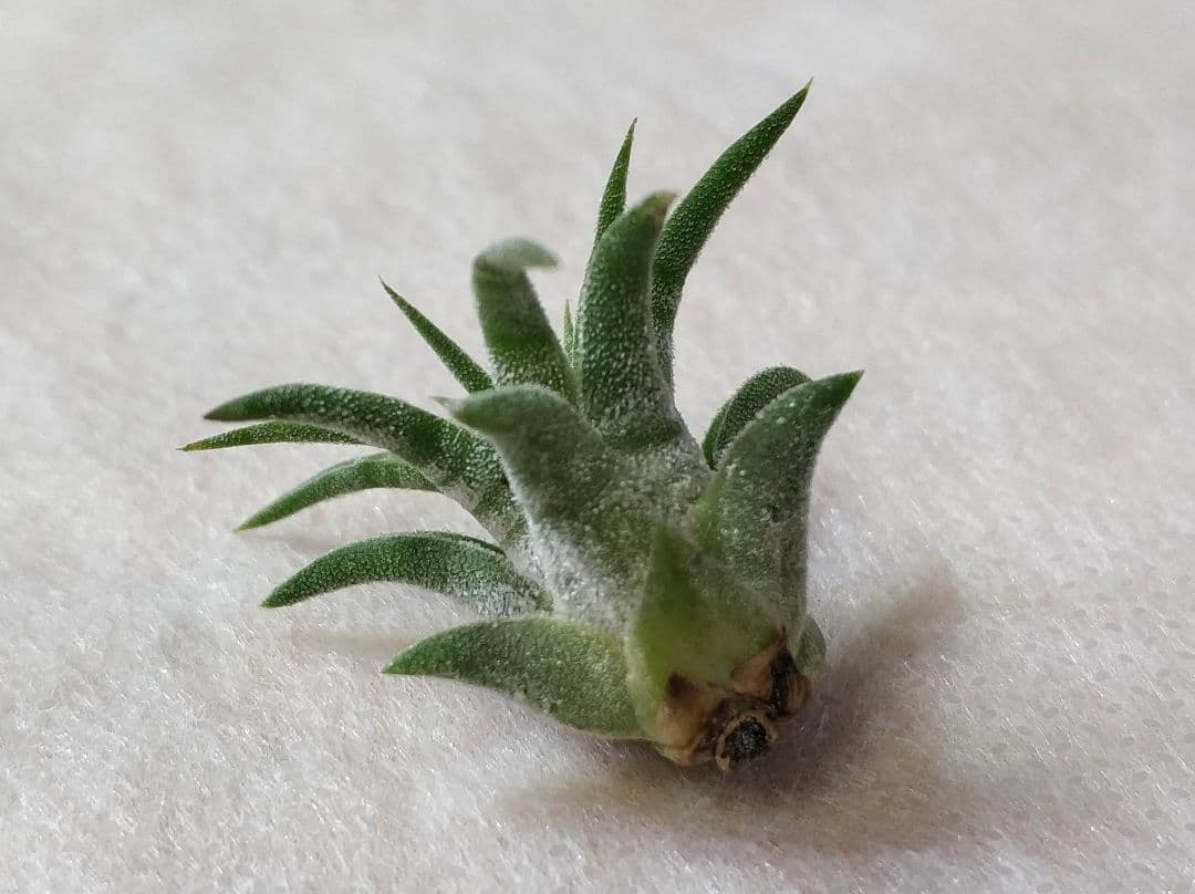 フラワー・ガーデニング Tillandsia ionantha Mexican zebra