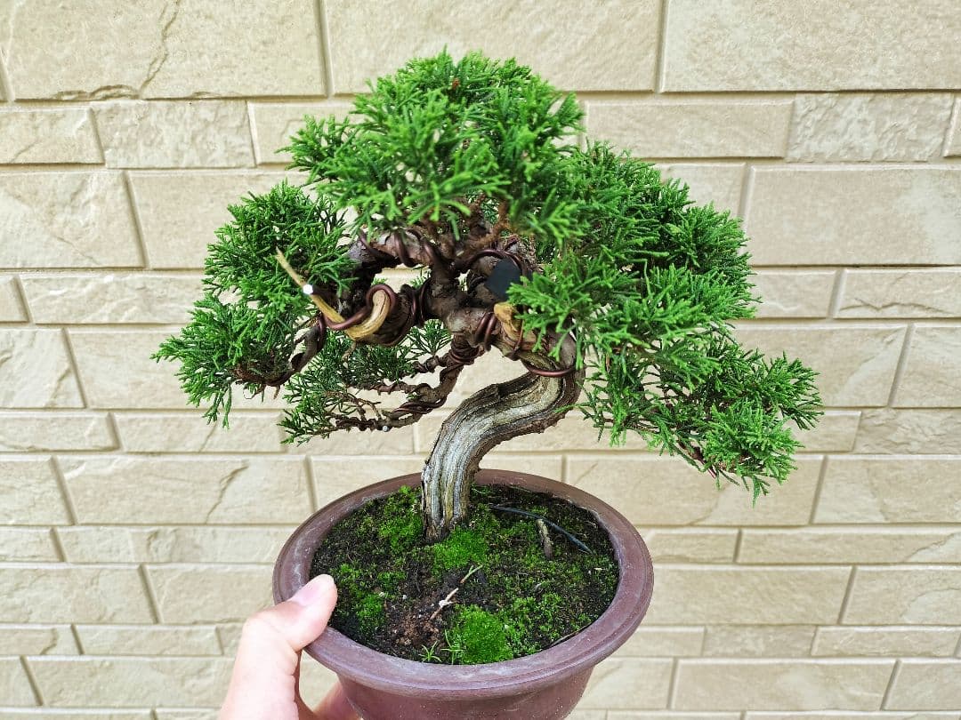 y*t様 糸魚川真柏　盆栽