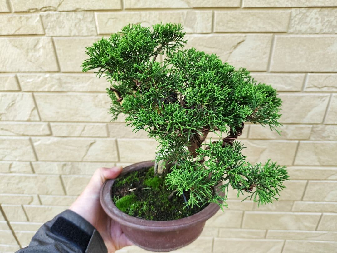 y*t様 糸魚川真柏　盆栽