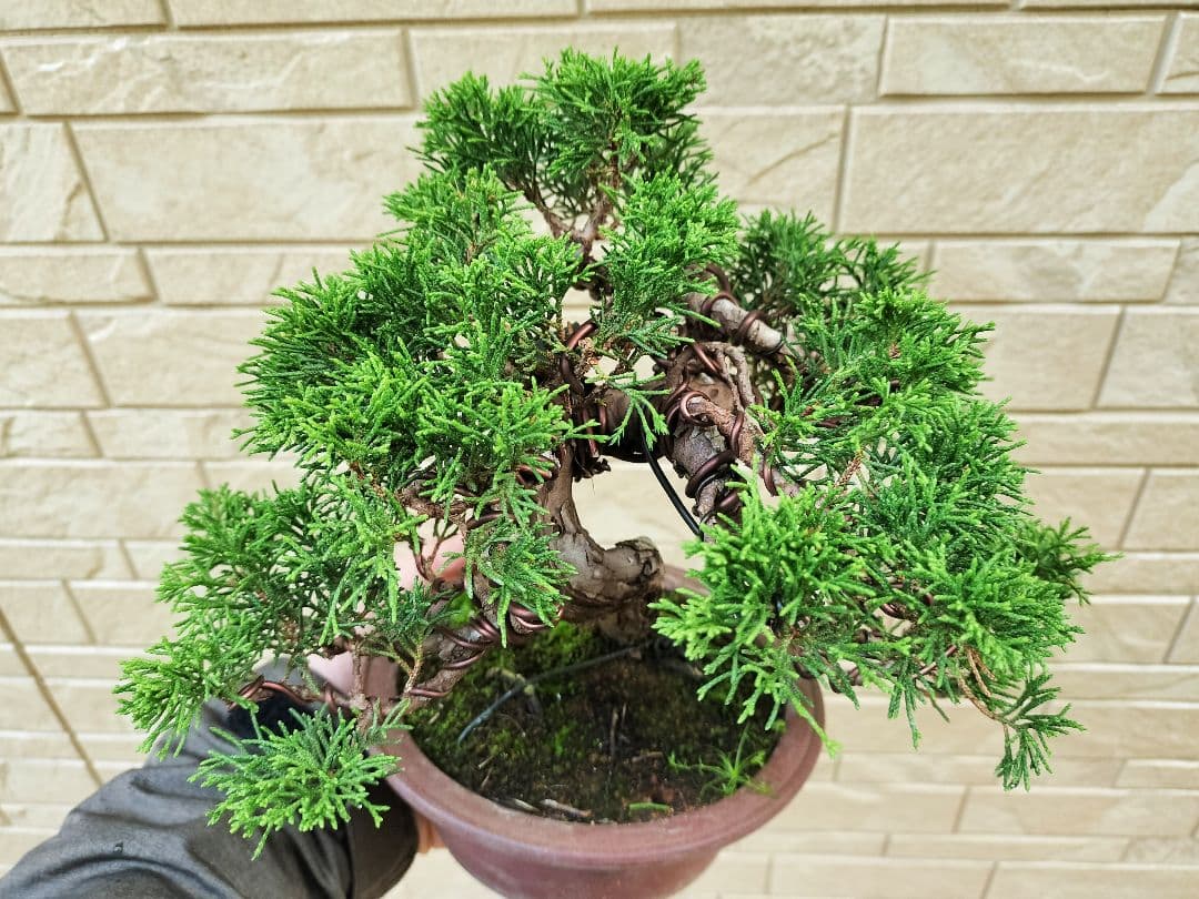 y*t様 糸魚川真柏　盆栽