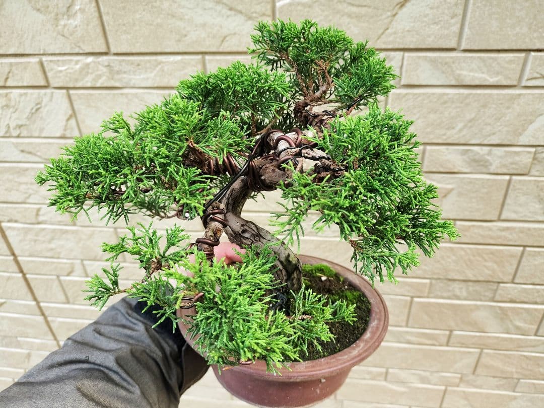 y*t様 糸魚川真柏　盆栽