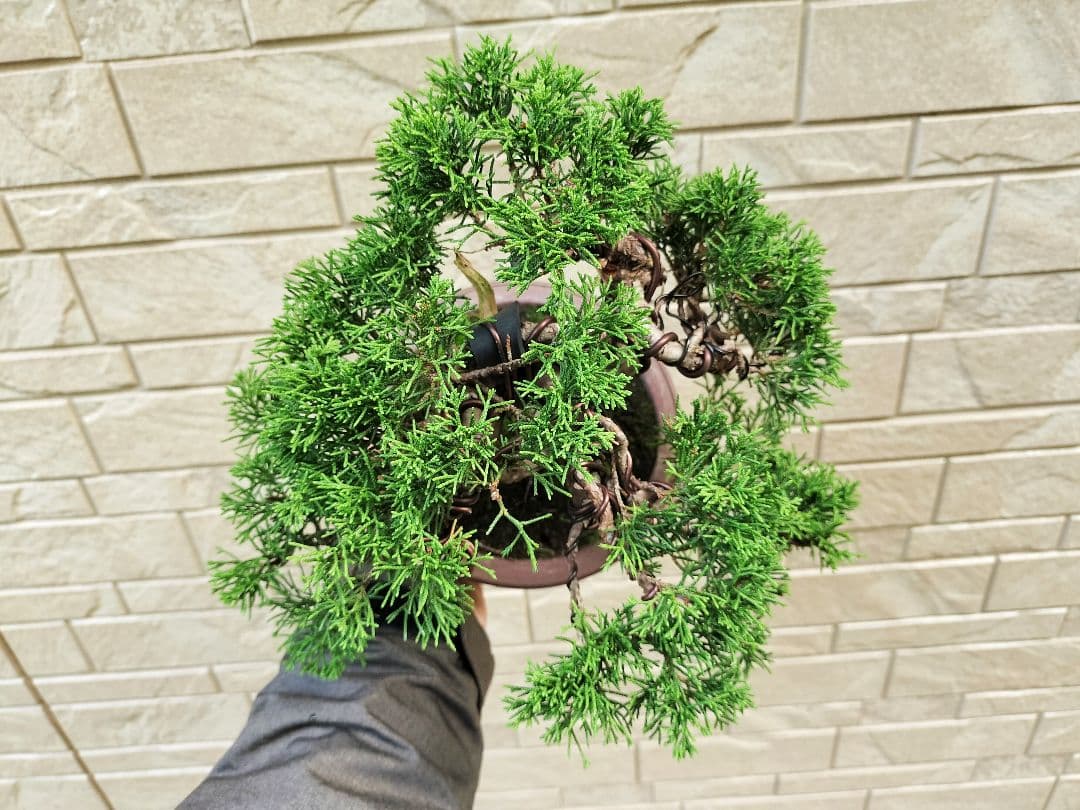 y*t様 糸魚川真柏　盆栽