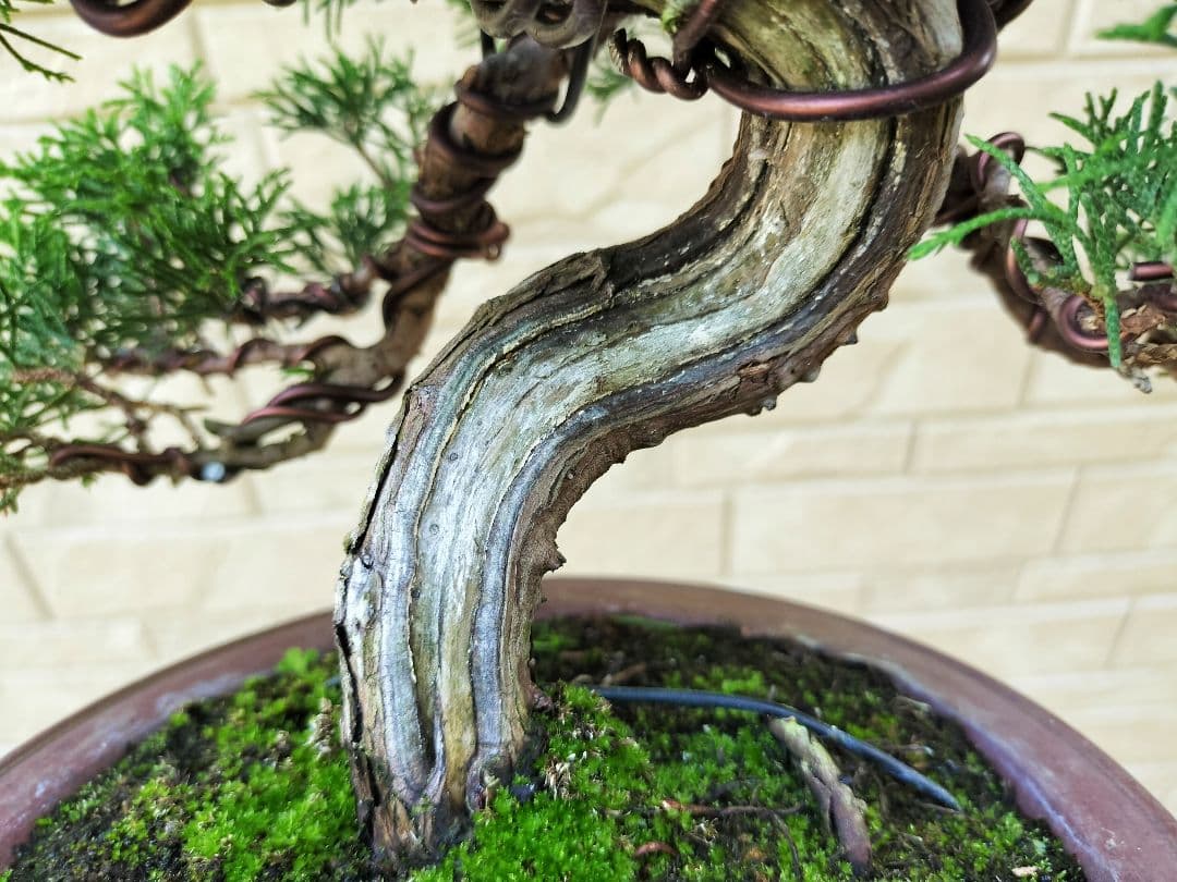 y*t様 糸魚川真柏　盆栽