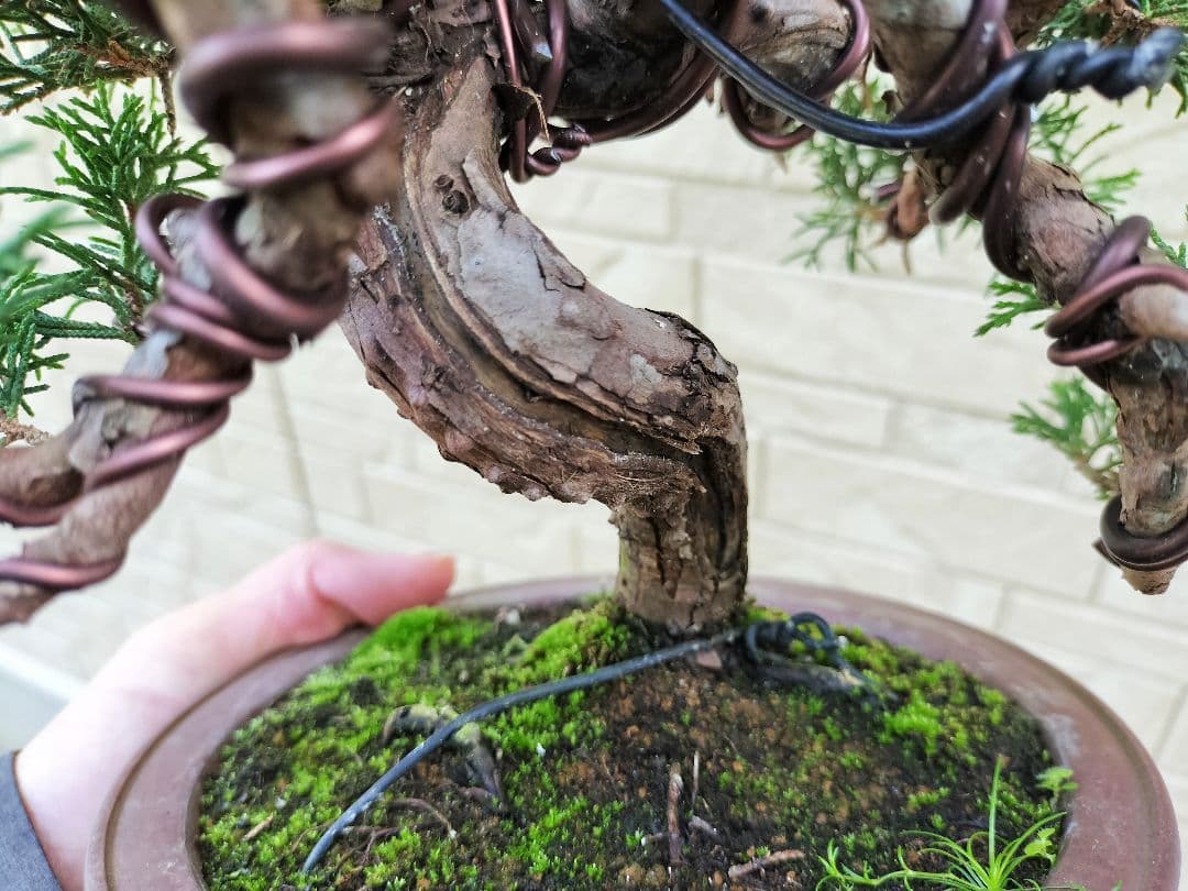 y*t様 糸魚川真柏　盆栽