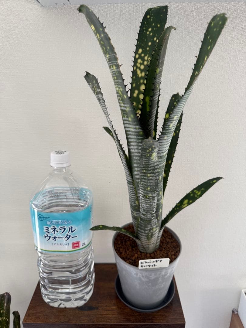 ブロメリア・エアープランツ Billbergia calcite