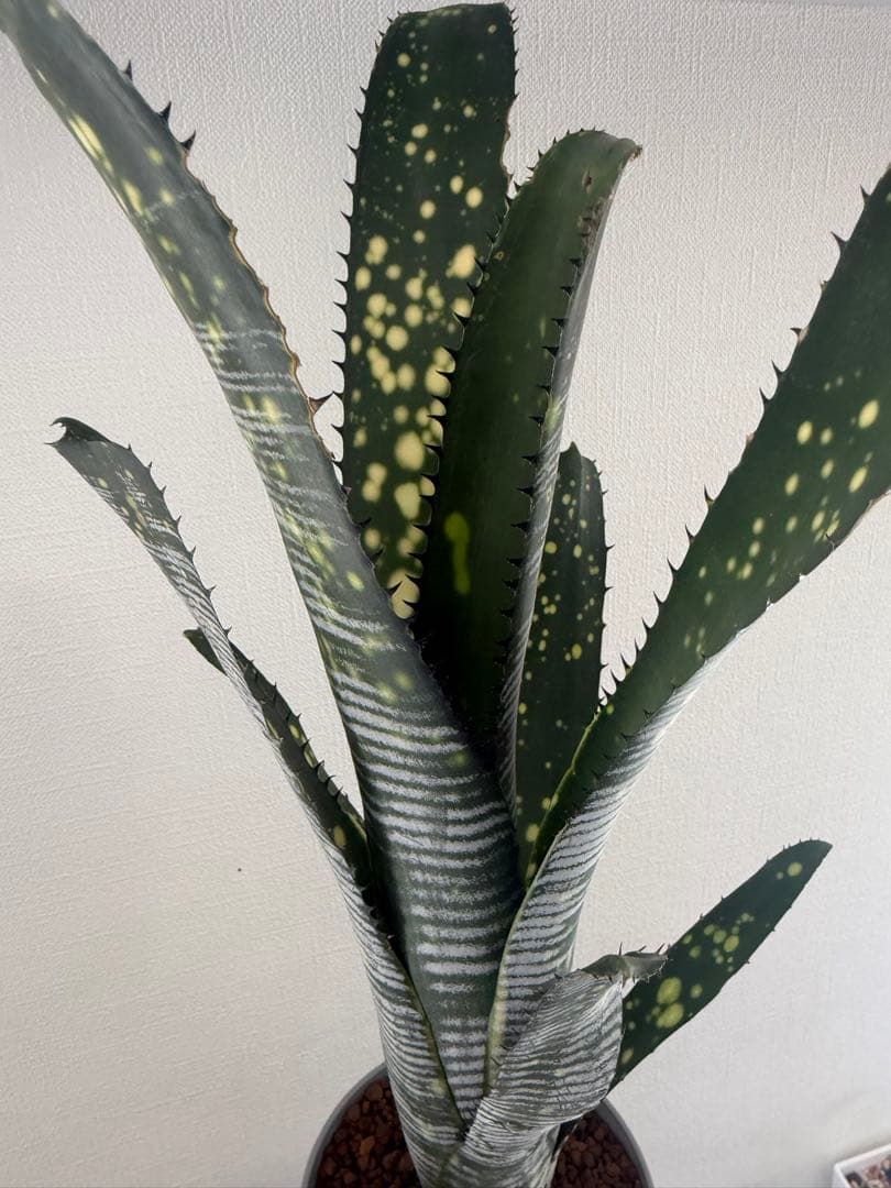 ブロメリア・エアープランツ Billbergia calcite