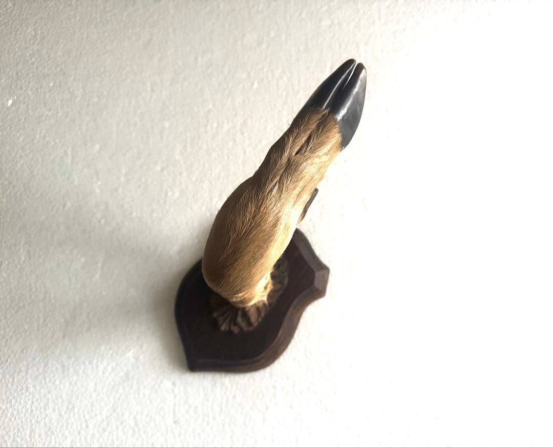 アンティーク★鹿の足壁掛け 剥製　undercover 高橋盾