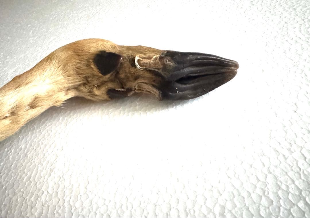 アンティーク★鹿の足壁掛け 剥製　undercover 高橋盾