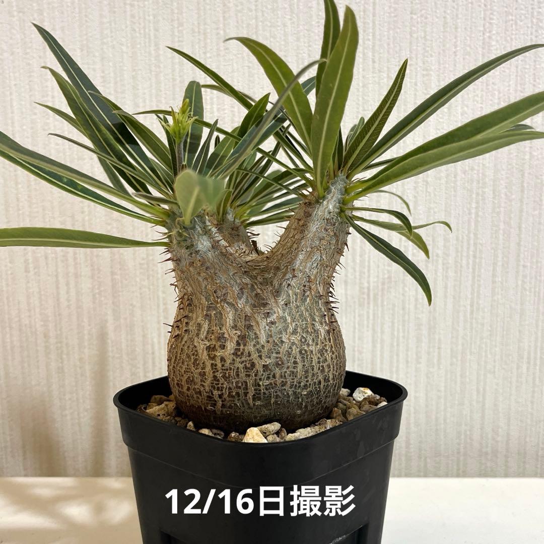 パキポディウムグラキリス 現地球 塊根幅約6cm 発根済み　現品鉢ごと発送