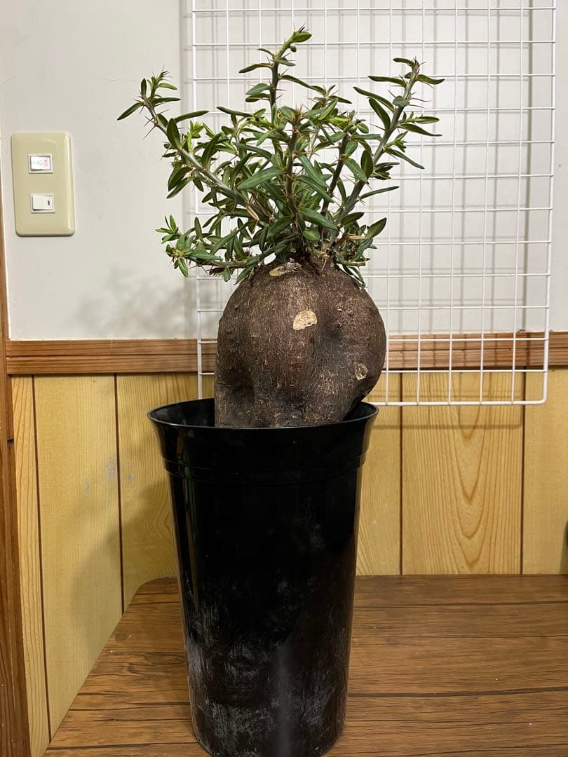 塊根植物・コーデックス ZAMMY