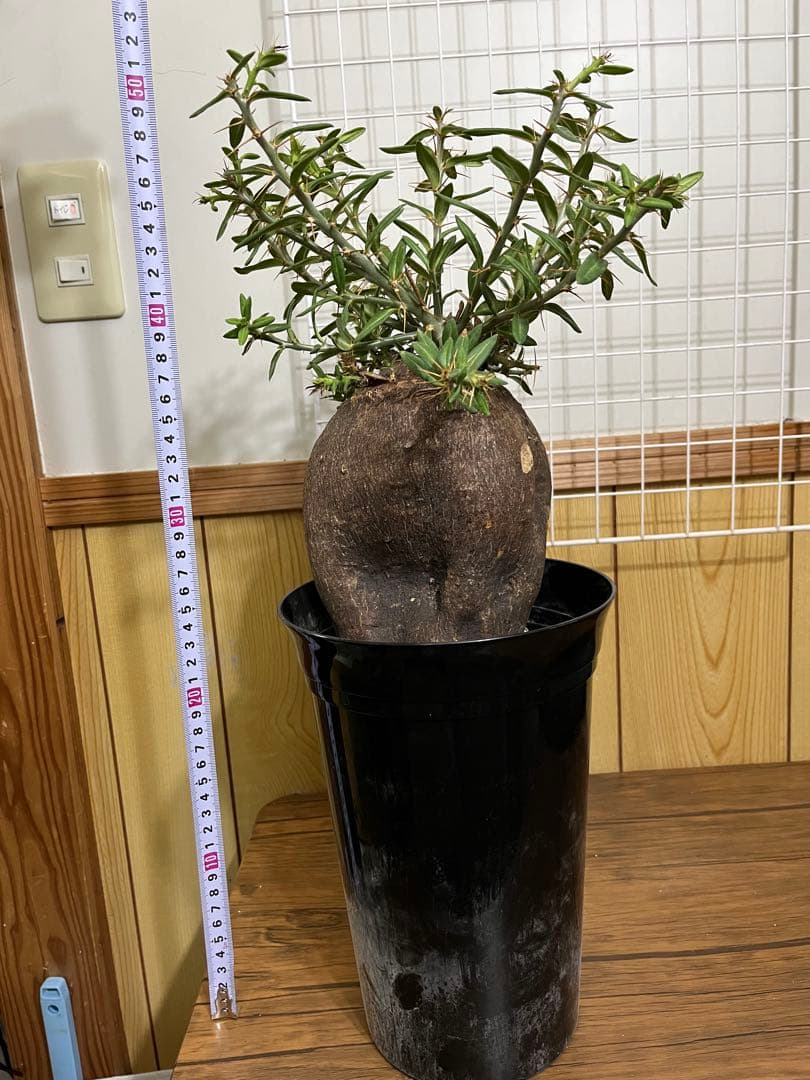 塊根植物・コーデックス ZAMMY