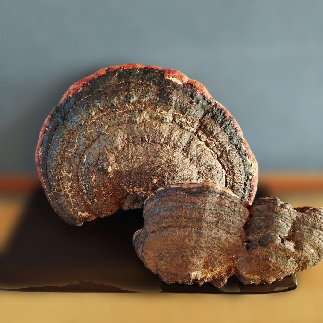 木製アートオブジェクト 置物猿のこしかけ 特大