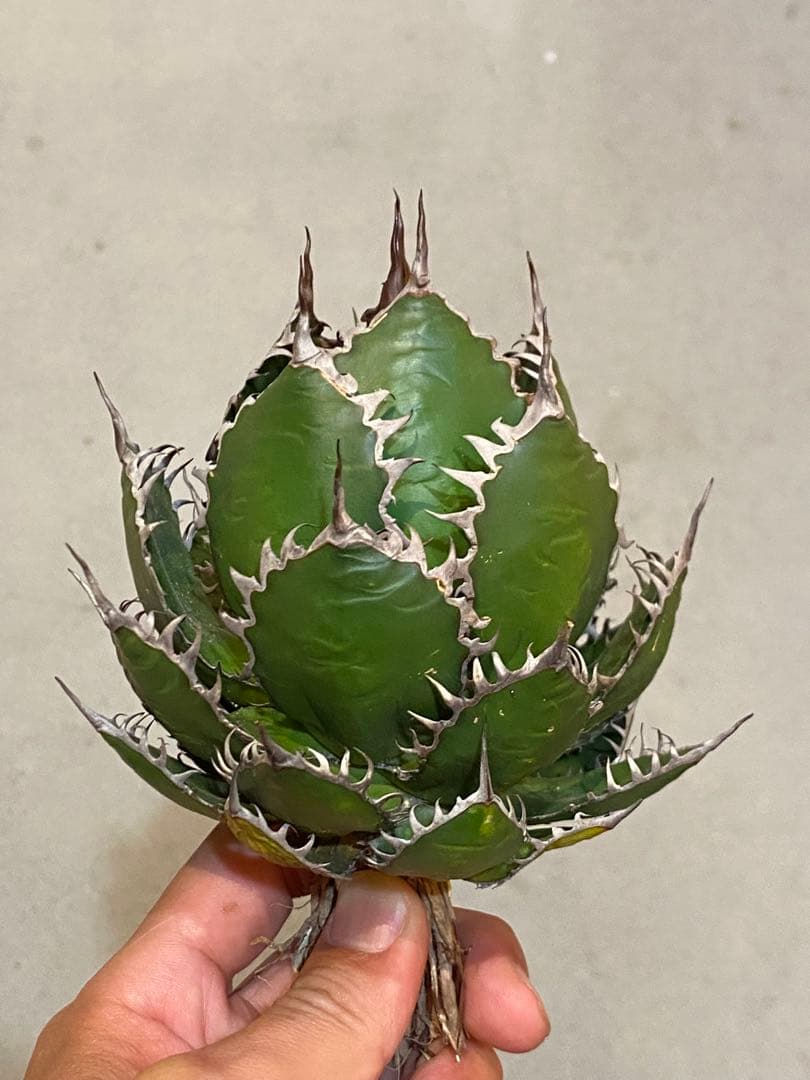 【速達付】超絶極上株 アガベ ホリダ 陽炎 超凶暴鋸歯 超コンパクト 特選株