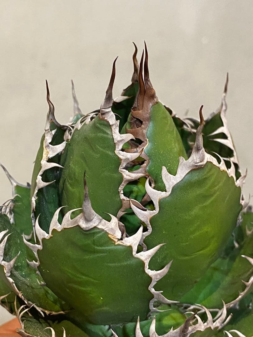 【速達付】超絶極上株 アガベ ホリダ 陽炎 超凶暴鋸歯 超コンパクト 特選株