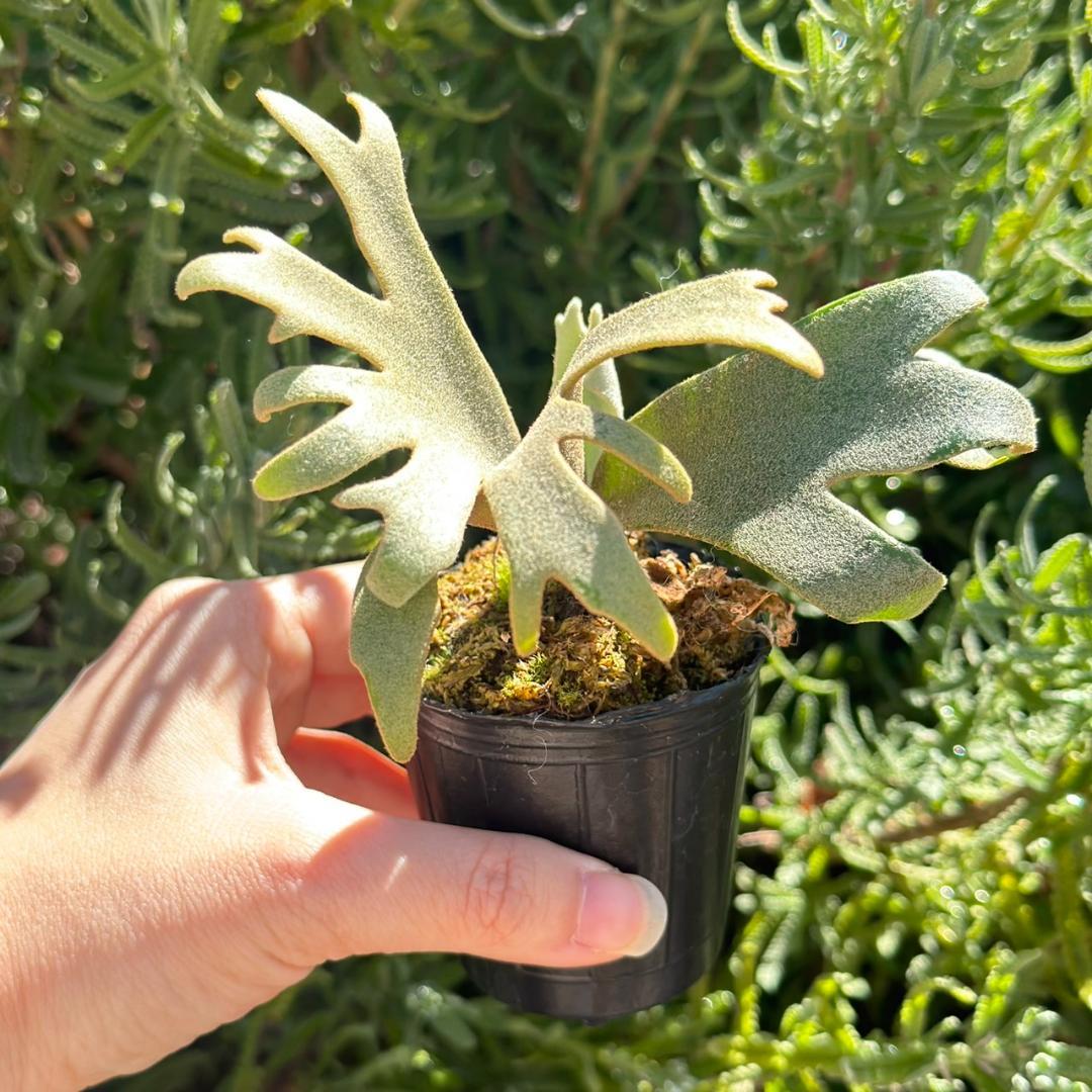 P. willinckii ’Jenny’ TC 2148