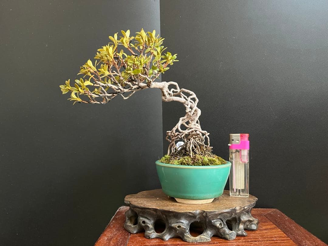 皐月盆栽　華厳　根上がり　小品盆栽　花芽あり　根芸、小葉、(検索用　サツキ、花物