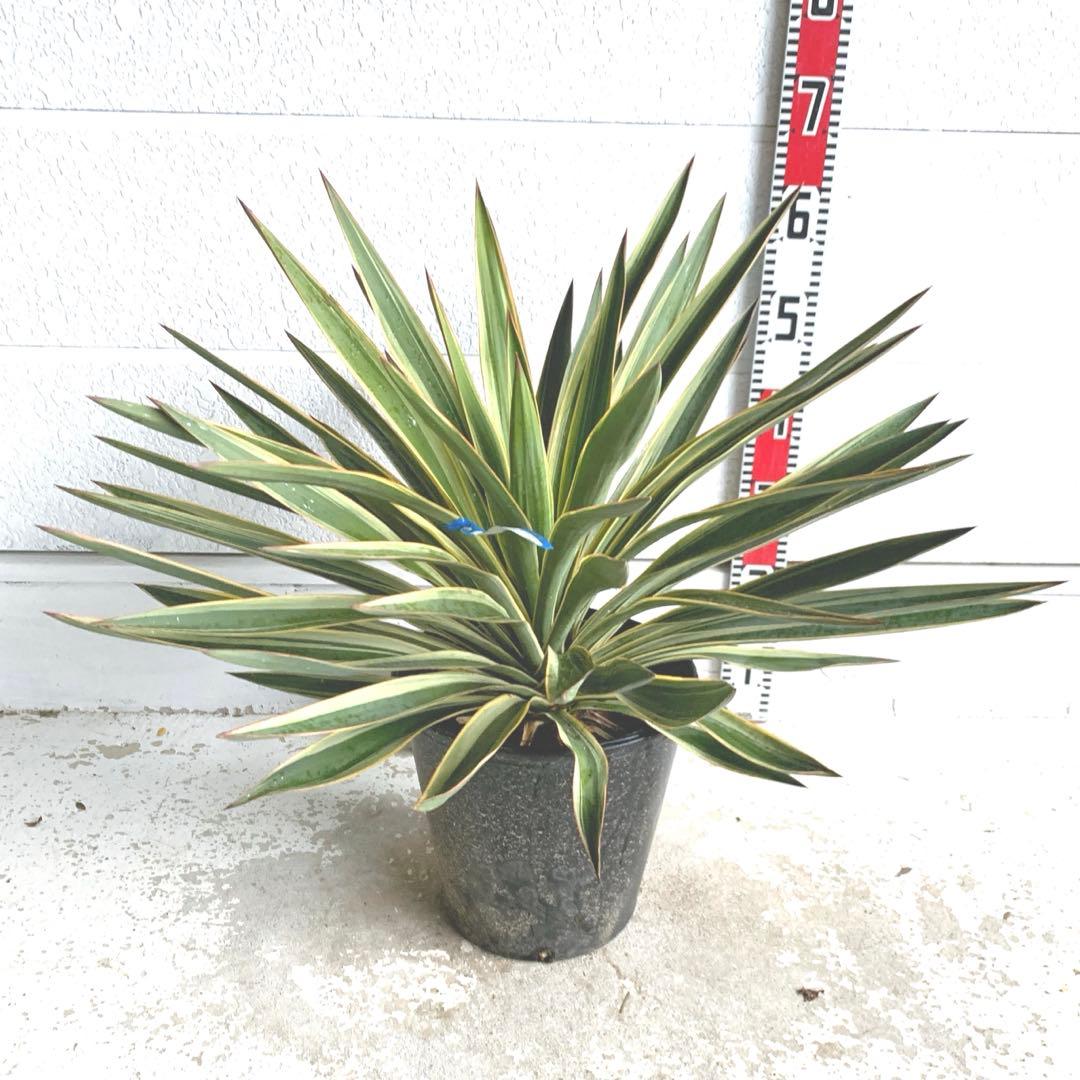 ユッカグロリオサ　バリエガータ　斑入り　ポット　地植え　09