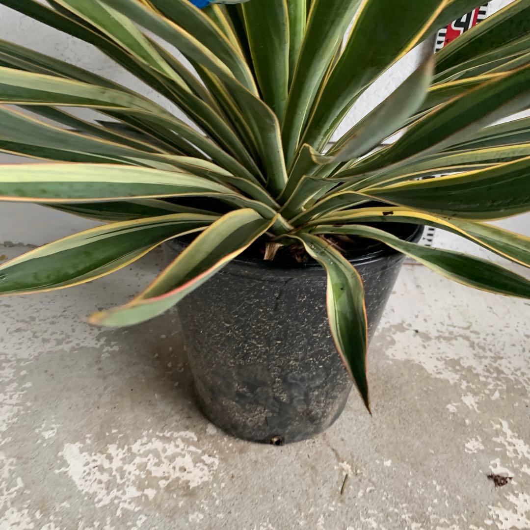 ユッカグロリオサ　バリエガータ　斑入り　ポット　地植え　09