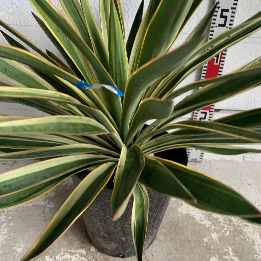 ユッカグロリオサ　バリエガータ　斑入り　ポット　地植え　09