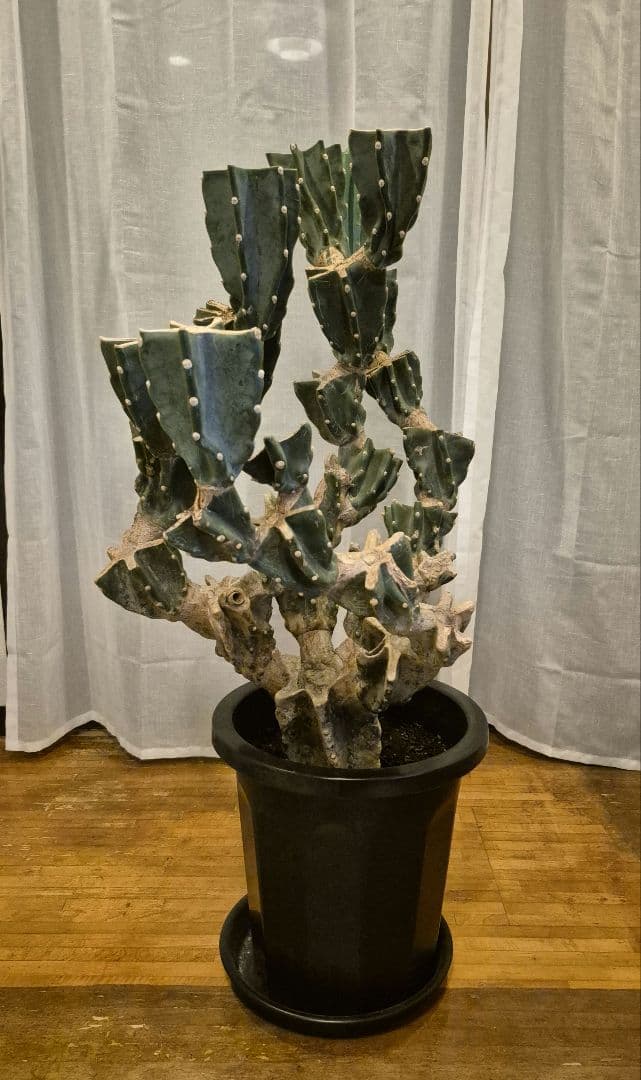 柱サボテン ブランチ 古木仕立て ハシラサボテン　鬼面角　キメンカク　10号鉢