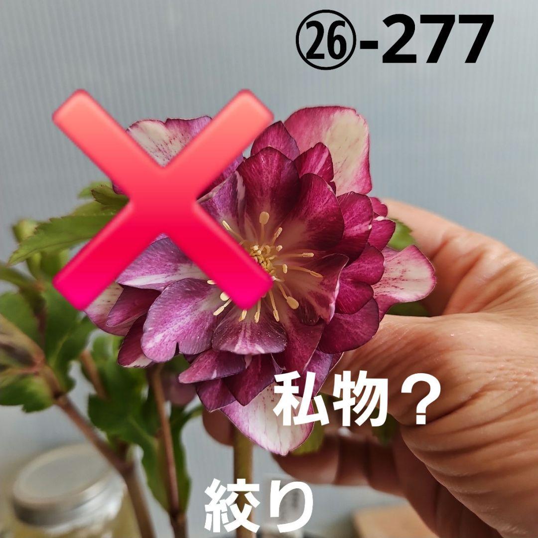 ㉖-277クリスマスローズ