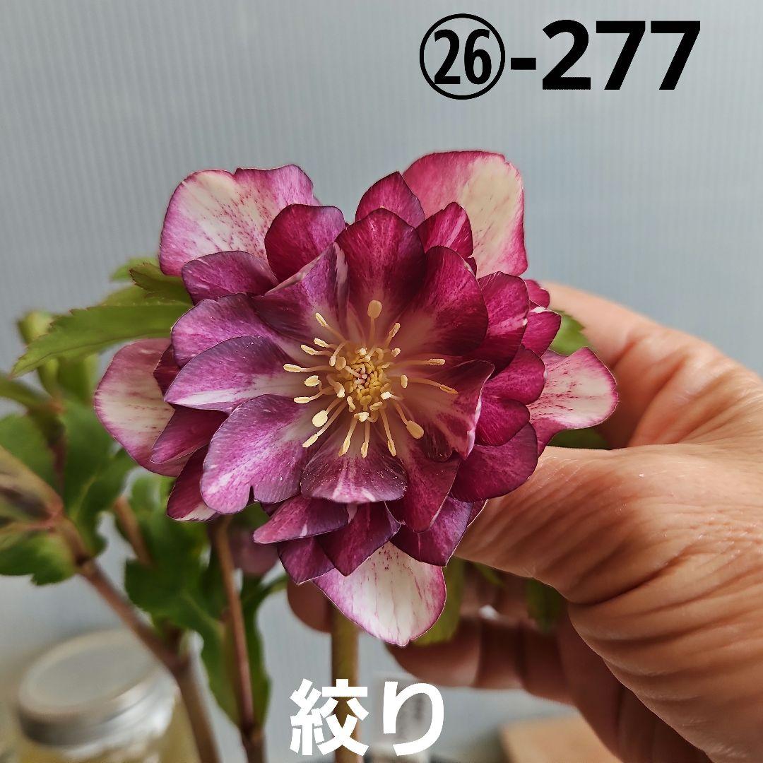 ㉖-277クリスマスローズ