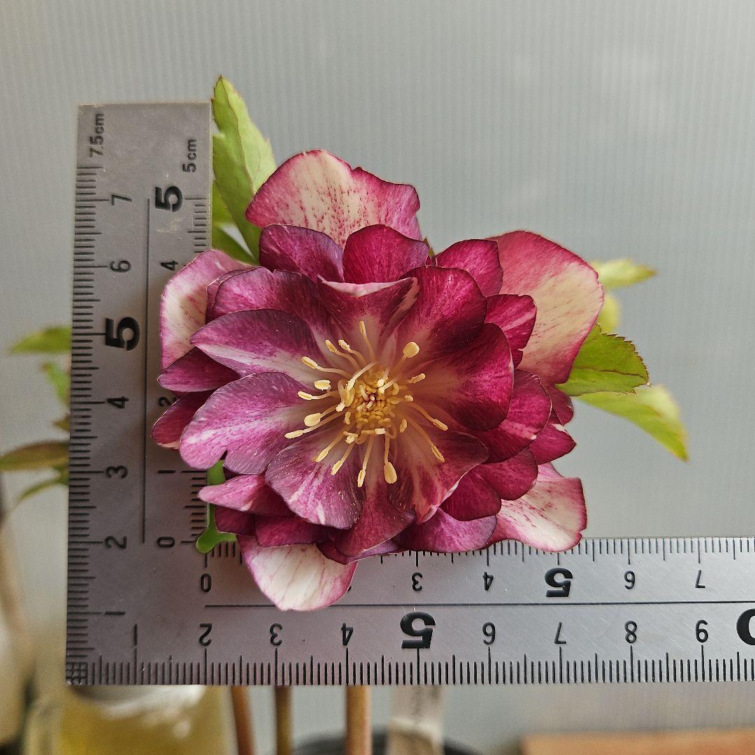 ㉖-277クリスマスローズ