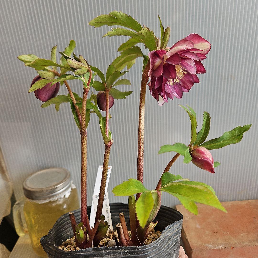 ㉖-277クリスマスローズ