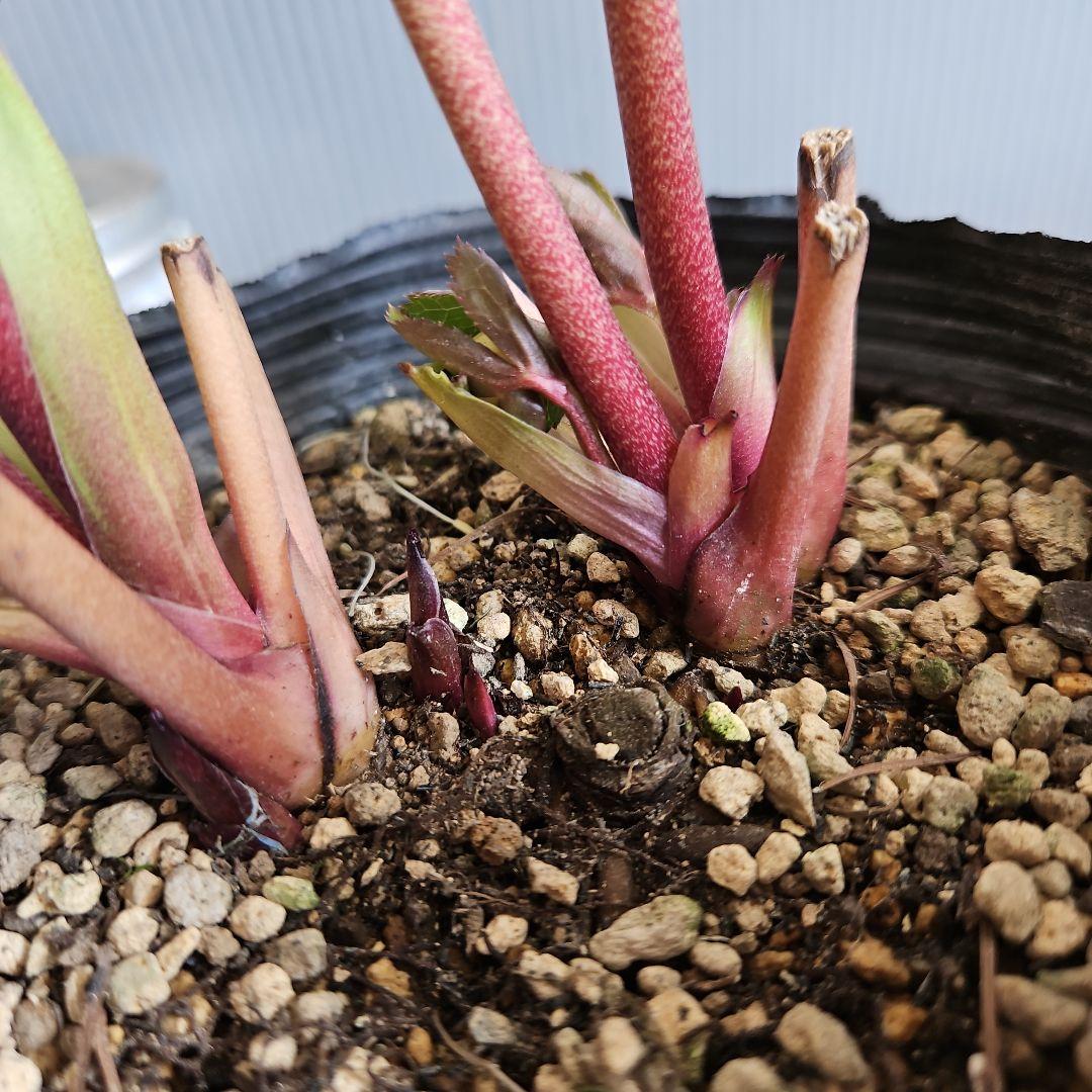 ㉖-277クリスマスローズ