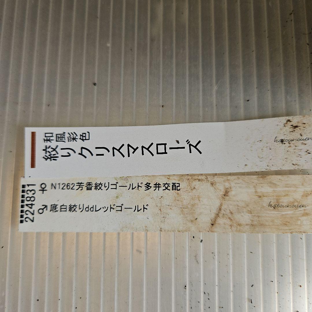 ㉖-277クリスマスローズ