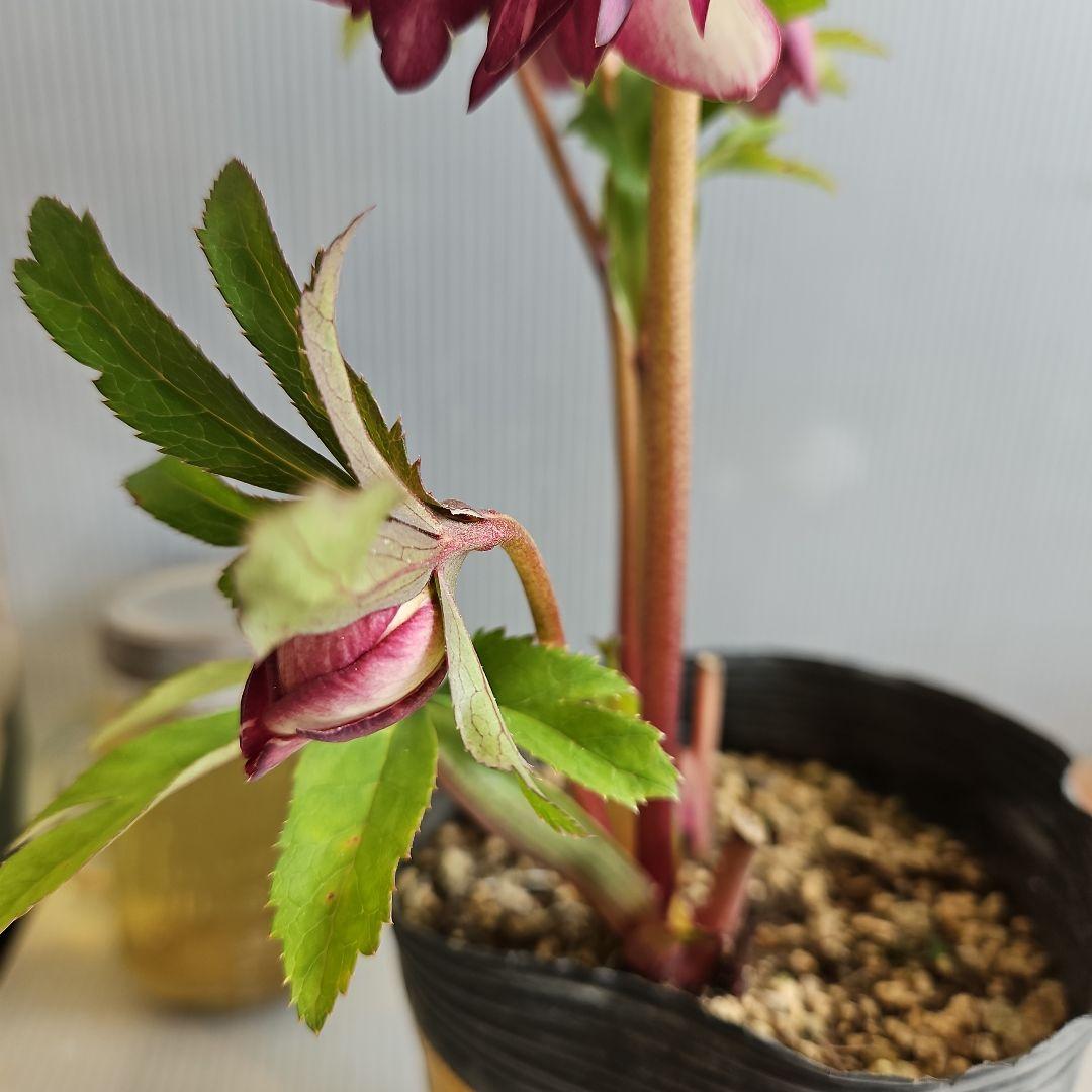 ㉖-277クリスマスローズ