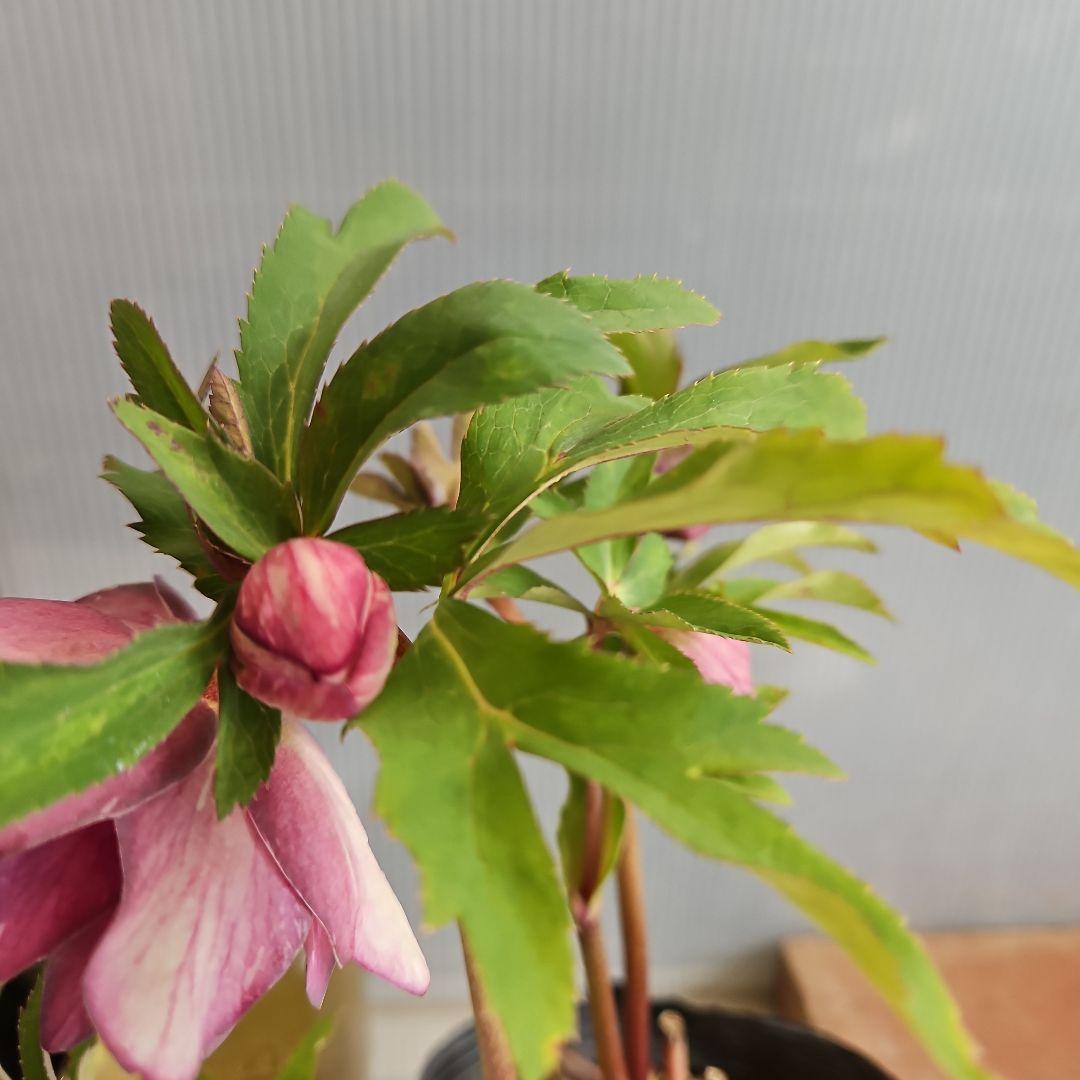 ㉖-277クリスマスローズ