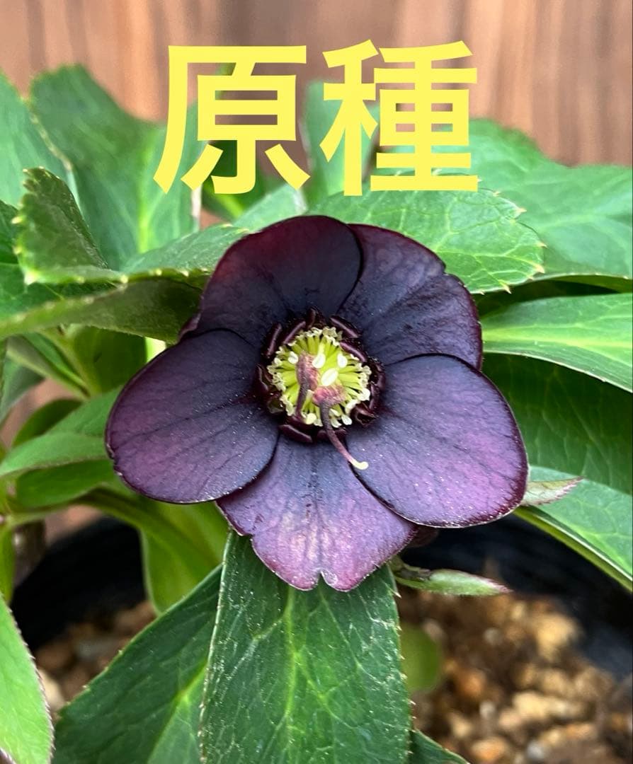 原種クリスマスローズ　開花株　クロアチカス交配　小輪　充実株　ポットのまま発送