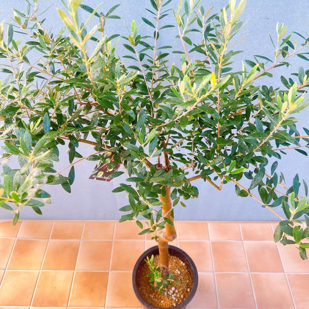 現品　創樹　オリーブの木　オリーブ　ネバディロブランコ　7　観葉植物　souju