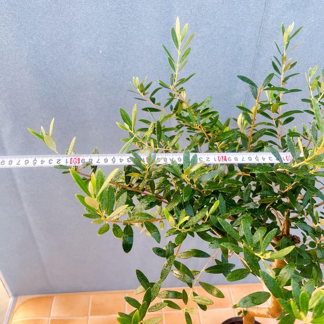 現品　創樹　オリーブの木　オリーブ　ネバディロブランコ　7　観葉植物　souju