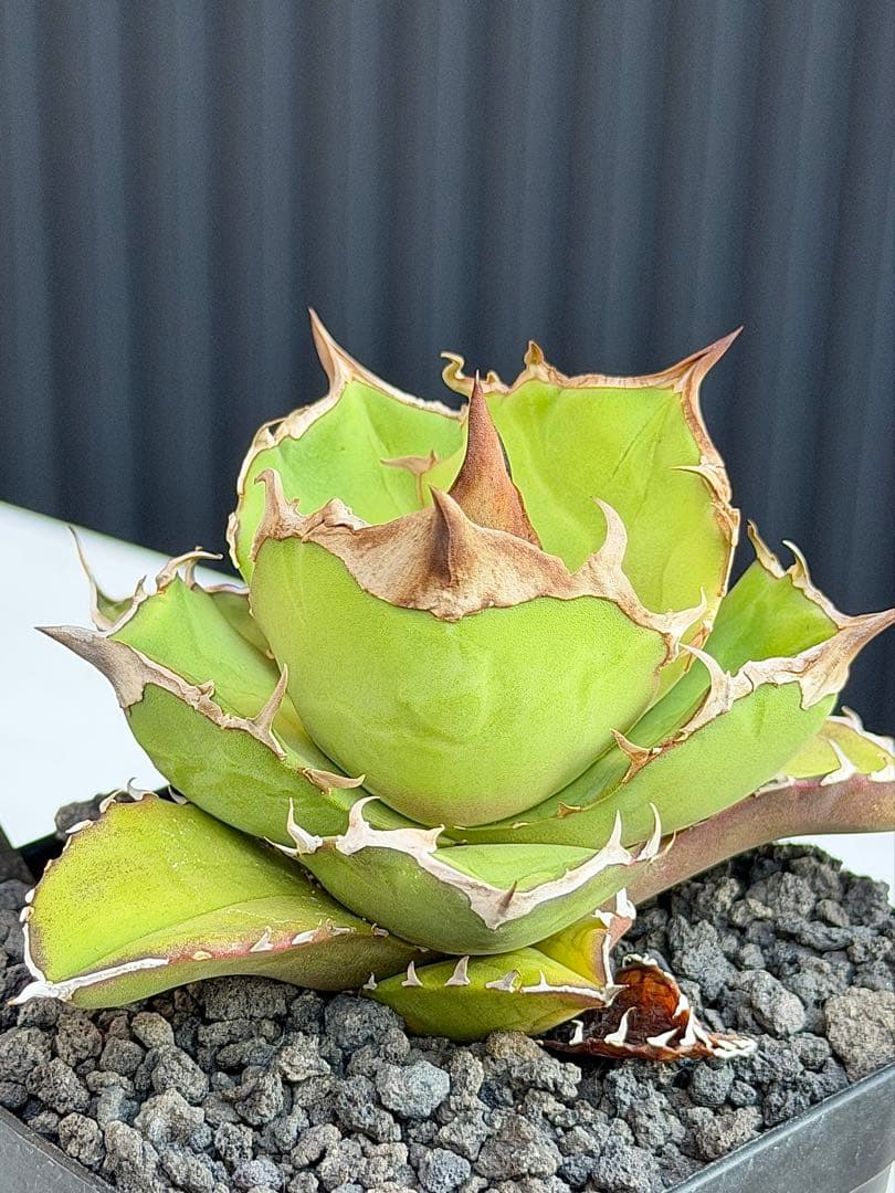 ②アガベチタノタ　トリケラトプス　白犀牛　カクタスグリーン　中株