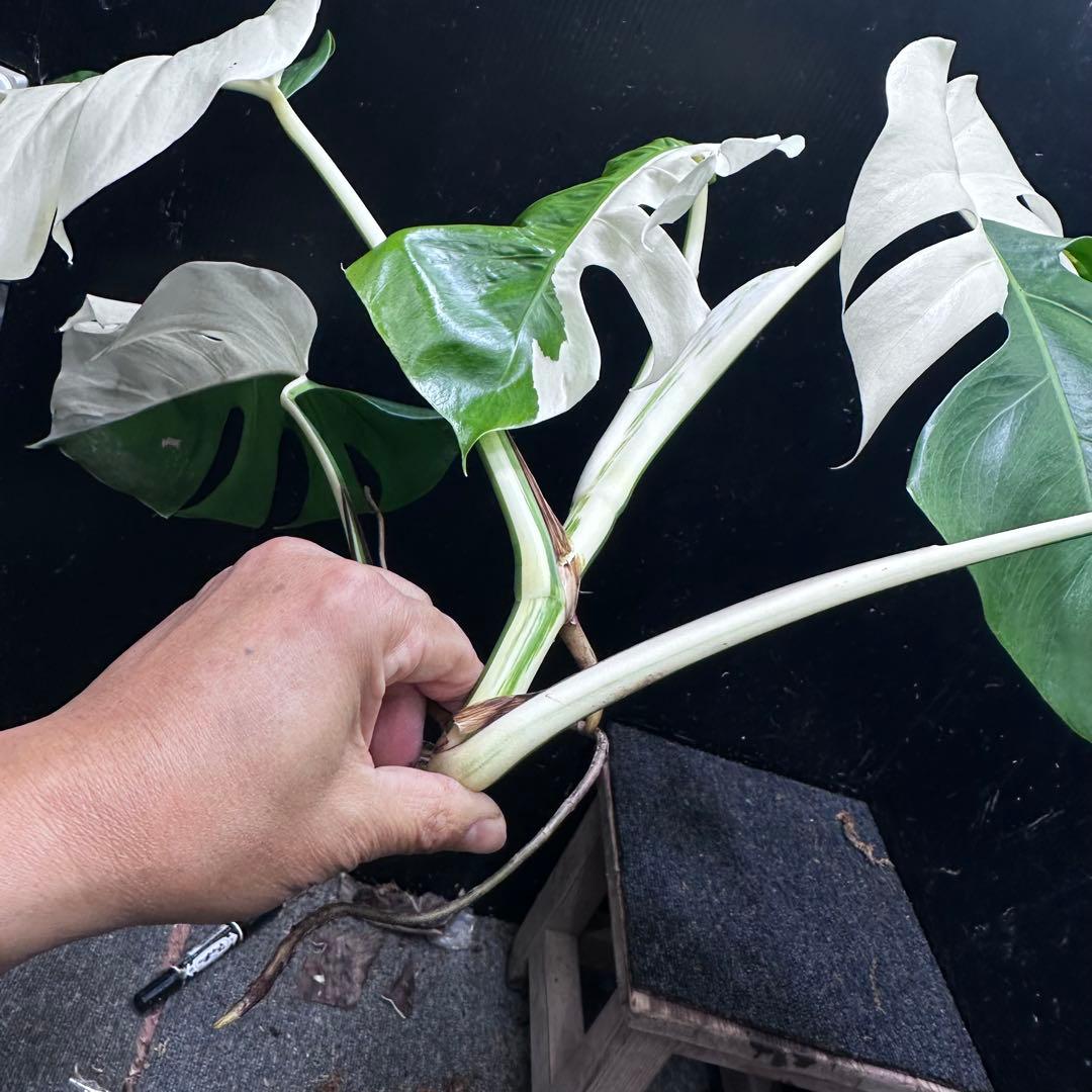 T*I様 斑入りモンステラホワイトタイガーハーフムーントップカット葉5枚ベアルー