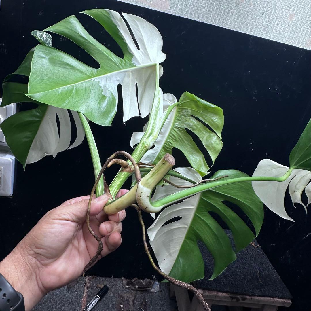 T*I様 斑入りモンステラホワイトタイガーハーフムーントップカット葉5枚ベアルー