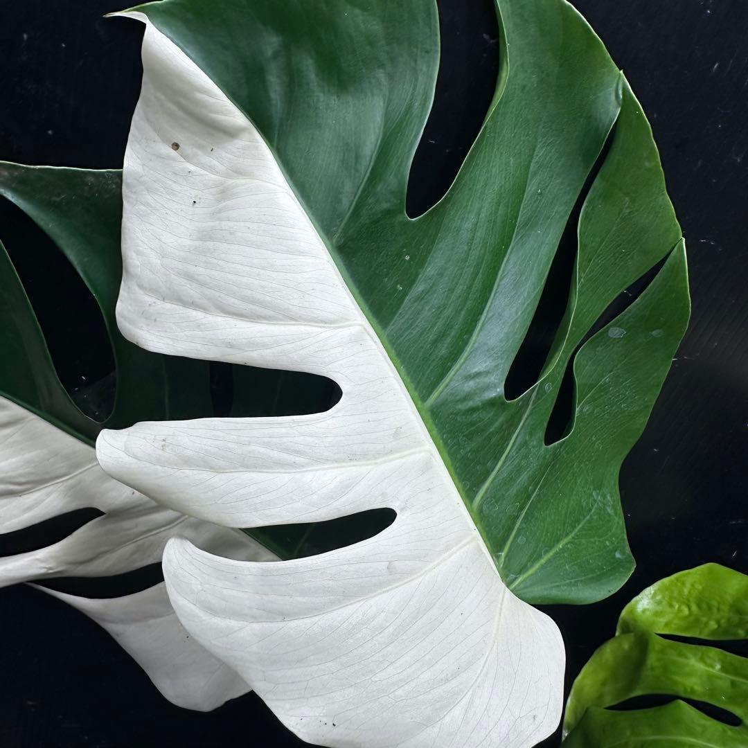 T*I様 斑入りモンステラホワイトタイガーハーフムーントップカット葉5枚ベアルー