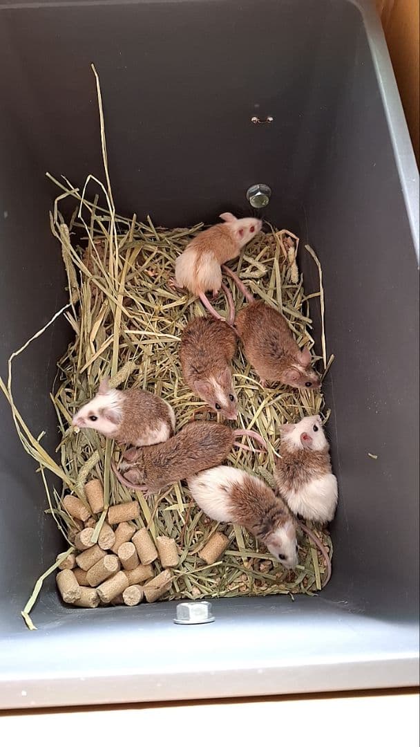 ラット　マウス　ハムスター等ハードフード10kg送料込み